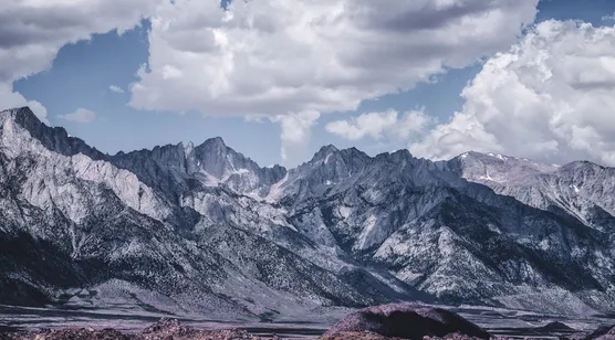 桃花影，玫瑰花香